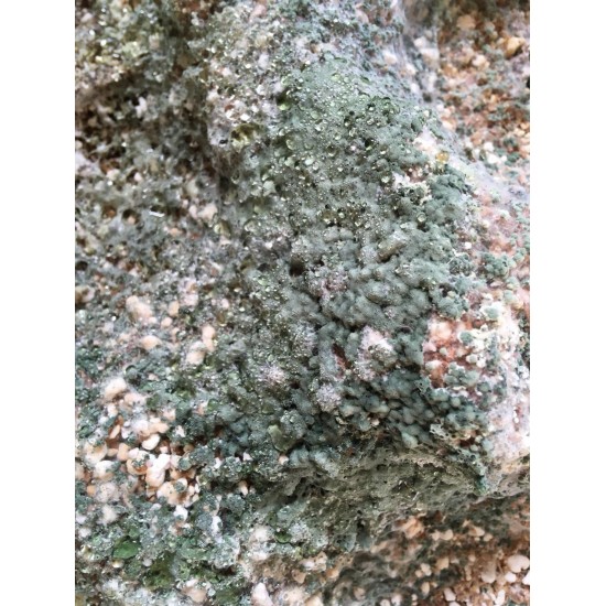Great White Granulado - Micorriza (Plant Success)